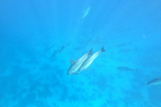 Private Dolphin Watching And Snorkeling Tour - Cancellation Policy and Refunds