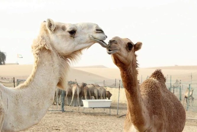Private Full Day Liwa Desert Safari Tour With Lunch From Dubai - Pricing Information