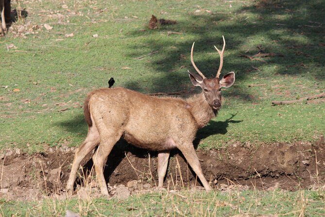 Private Full Day Trip to Ranthambore - Customer Feedback