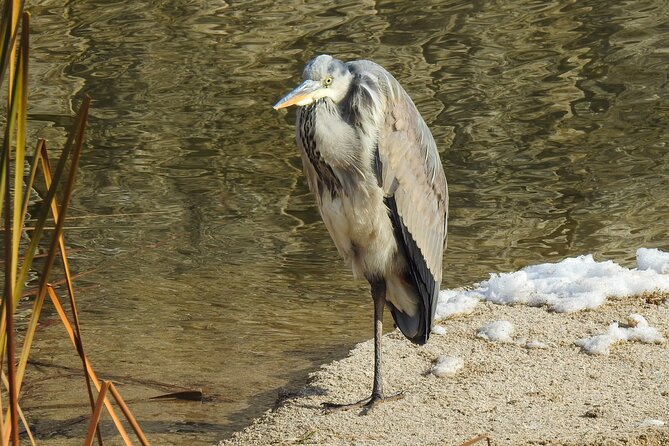 Private Half-Day Birding Tour in Madrid Rio - What To Expect