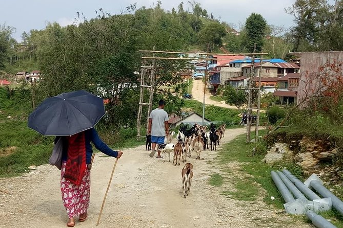 Private Hike to Kalika From Pokhara Nepal - Pricing, Booking, and Terms