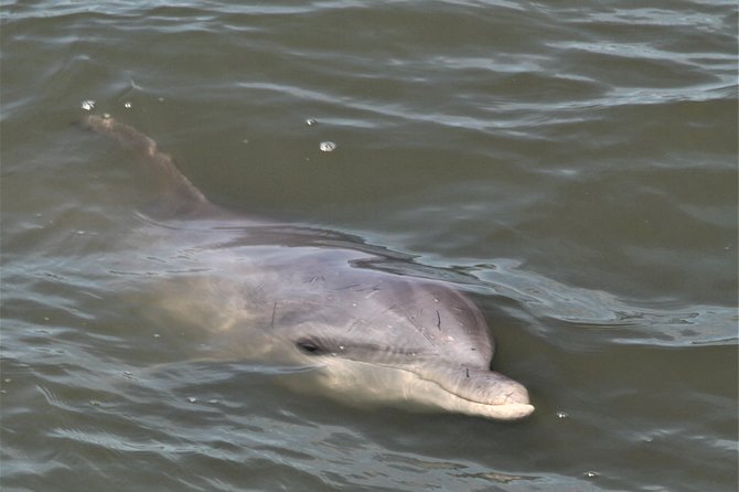 Private Hilton Head Sunset Dolphin Tour - Common questions