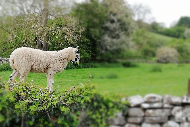 Private Hire: Yorkshire Dales From Leeds in 15 Seater Minibus - Weather Requirements and Traveler Considerations