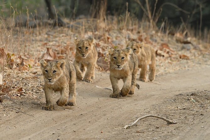 Private Lion Safari in the Gir National Park in Gujarat - Safari Experience Accessibility