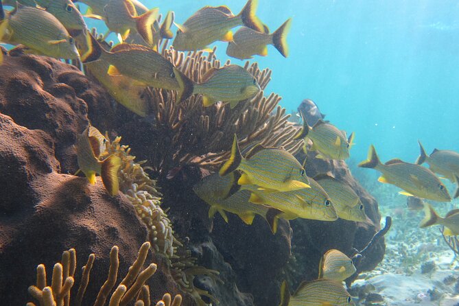 Private (Only You) Reef Snorkeling in Puerto Morelos 2x40 Minutes - Customer Reviews and Satisfaction