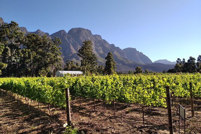 Private Package to Finest Vineyards - Stellenbosch Pickup - Pricing and Booking Details