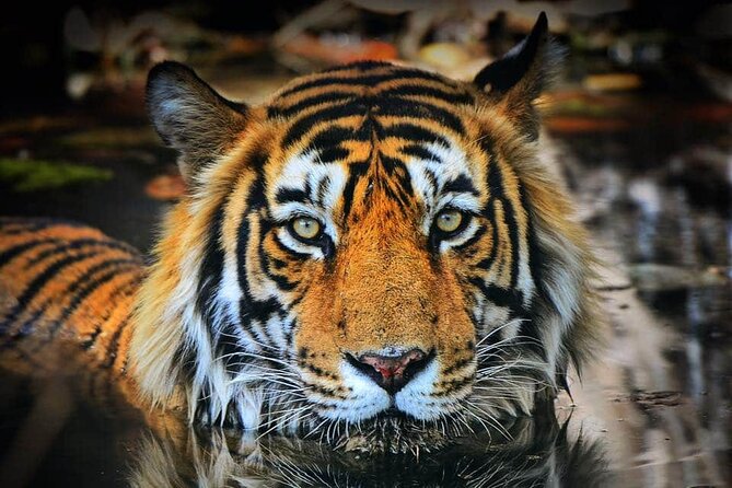 Private Ranthambore Wildlife Tiger Safari Tour From Delhi - Directions