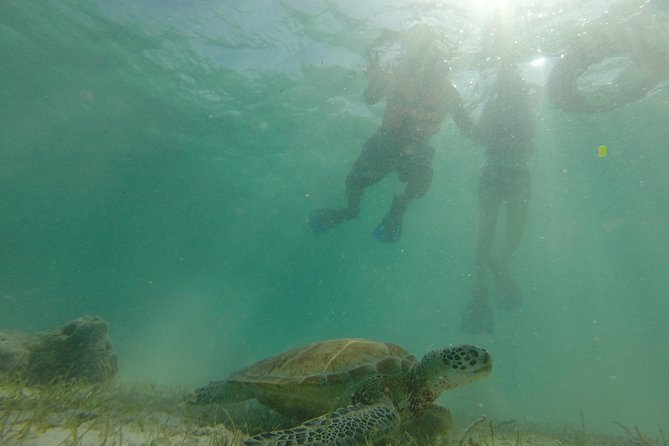 Private Snorkeling Tour With Sea Turtles at Akumal Beach  - Playa Del Carmen - Accessibility Information