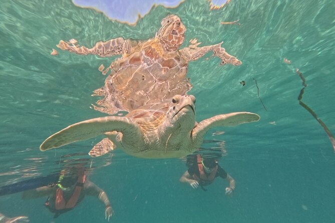 Private Snorkeling With Sea Turtles in Akumal Beach - Tour Highlights
