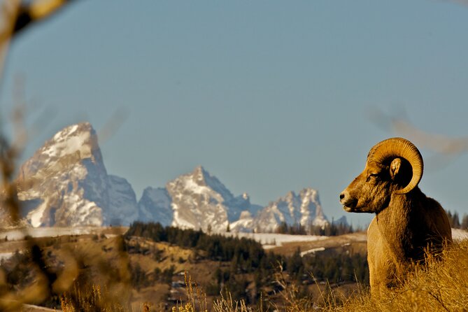 Private Sunset 4-Hour Grand Teton Wildlife Adventure - Safari-Style Vehicles & Equipment