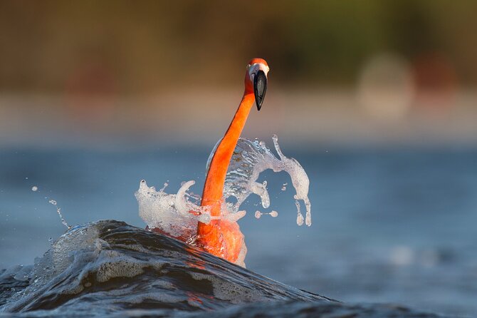 Private Tour Celestun Flamingo Watching and Beach - Traveler Experience