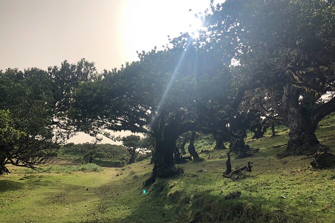 Private Tour of Fanal Park Ancient Trees - Cancellation Policy and Refund Details