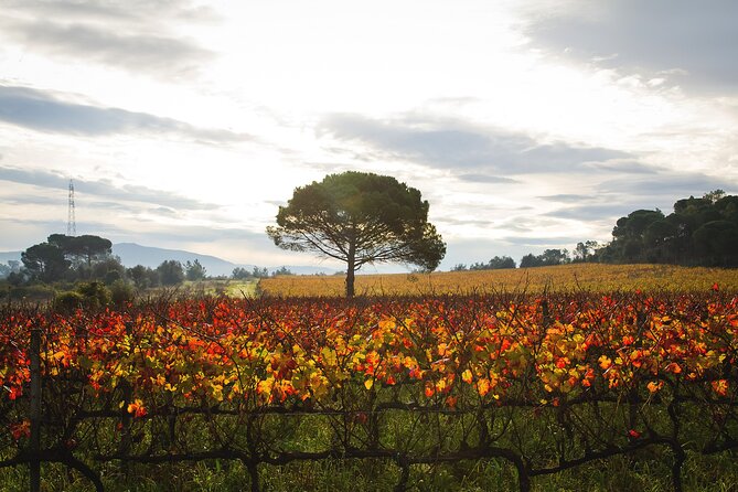 Private Tour to Aveiro, to the Sparkling Wine Cellars and Piglet Tasting - Exclusive Tour Highlights