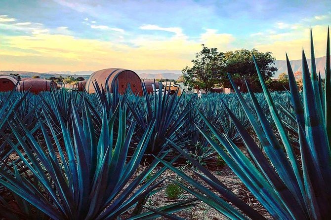 Private Tour to Tequila Unique Experience Price Groups of up to 4 - Customer Reviews and Ratings