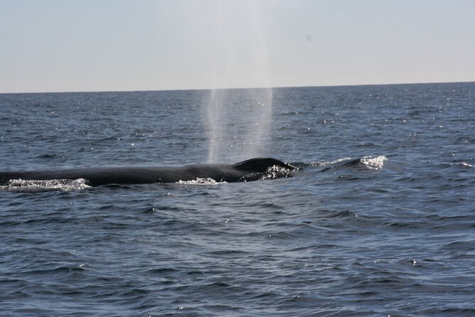 Private Whale Watching in San José Del Cabo - Additional Information and Resources
