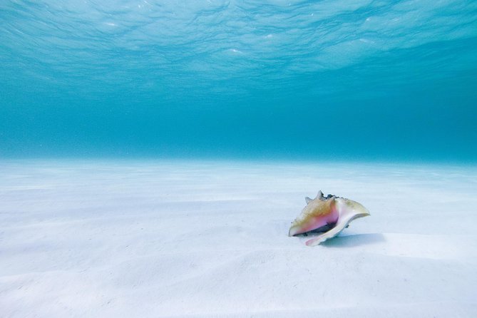 Puerto Morelos Catamaran Secret Sandbar Sail With Lunch and Drinks - Customer Feedback and Recommendations