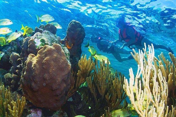 Puerto Morelos Reef Snorkeling Tour With Pickup - Tour Requirements