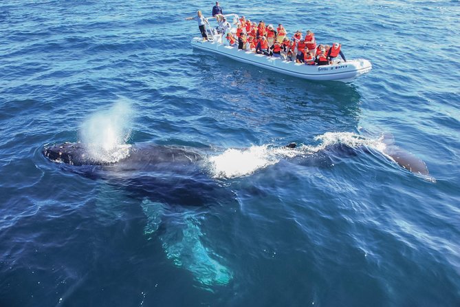 Puerto Vallarta Whale-Watching Tour - Restrictions and Policies