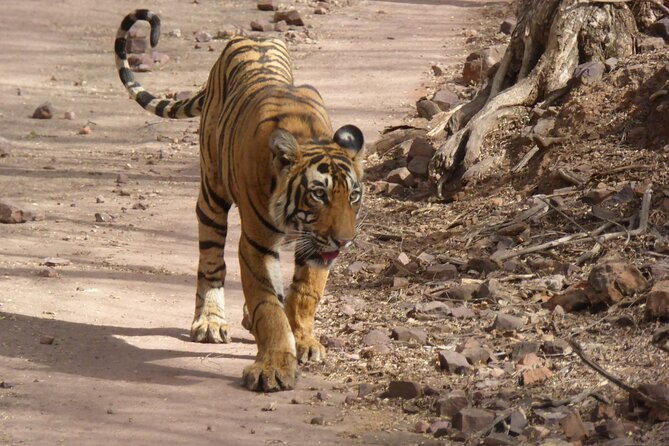 Ranthambore National Park - Photography Tips