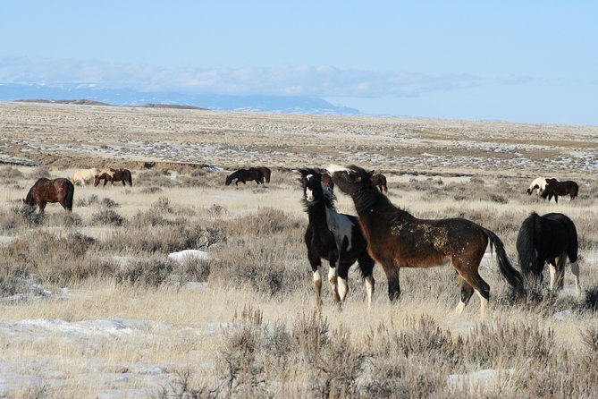 Red Canyon Mustang Tour 8am - Participant Guidelines