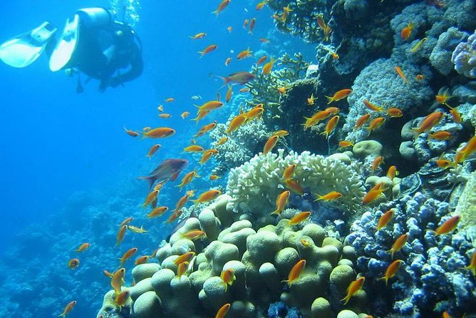 Red Sea Diving Trip From Hurghada: Beginner to Advanced Divers - Additional Services and Recommendations
