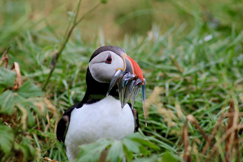 Reykjavik: 1-Hour Puffin Watching Tour - On-Board Facilities and Services