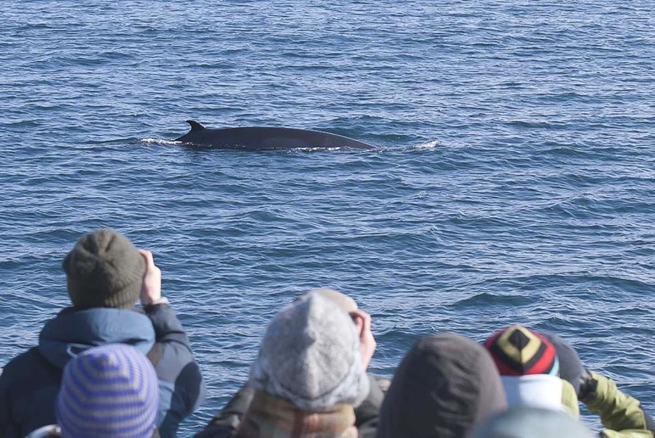 Reykjavik: 3-Hour Whale Watching Tour - Wildlife Encounters