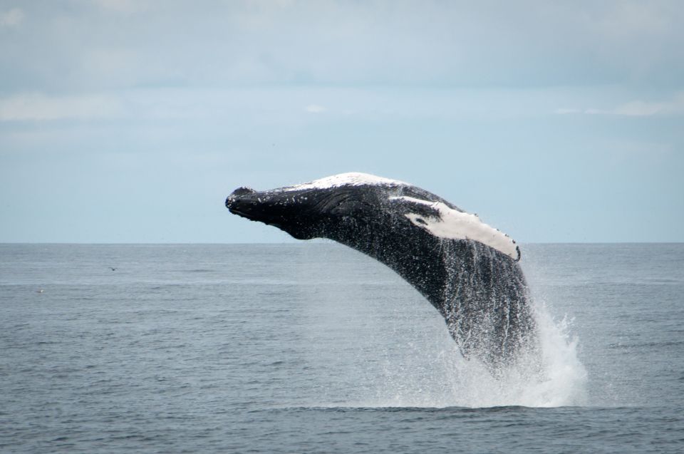 Reykjavik: Half-Day Whales and Puffins Cruise Combo Tour - Customer Reviews