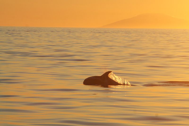 Reykjavik: Midnight Sun Whale Watching Tour - Environmental Certification