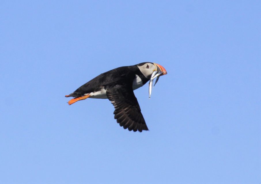 Reykjavik: Puffin Watching Tour - Review Summary