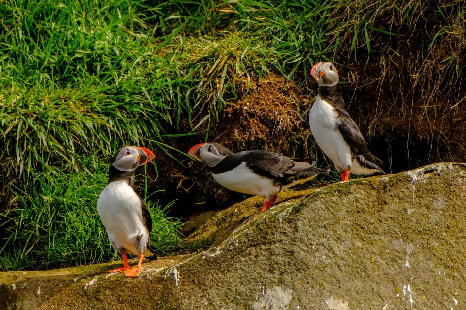 Reykjavík: RIB Speed-Boat Puffin Watching Tour - Location and Booking Details