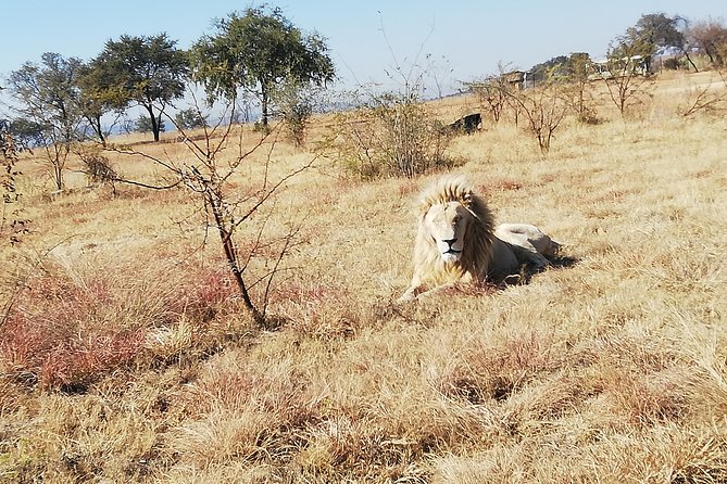 Rhino and Lion Park Half Day Safari From Johannesburg - Common questions