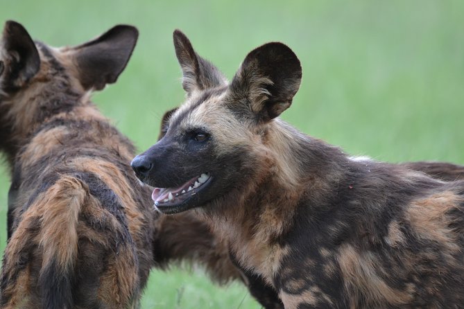 Rhino & Lion Park From Johannesburg - Cancellation Policy