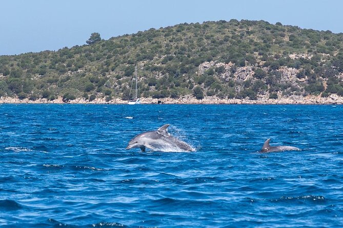 Rib Boat Tour to the Dolphin Area up to 6 People - Booking and Support