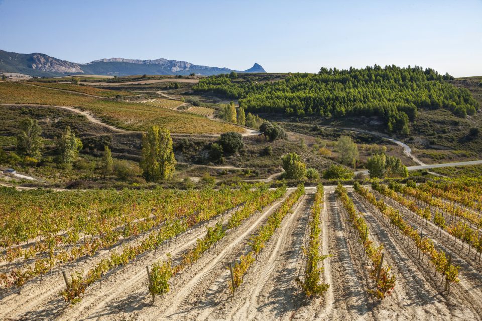 Rioja Winery & Traditional Lunch From Pamplona or Logroño - Booking Information