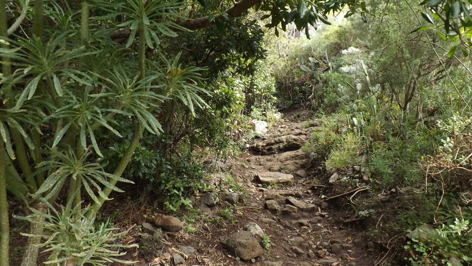 Santa Cruz De Tenerife: 2-Hour Hiking Tour in Anaga Forest - Tour Provider