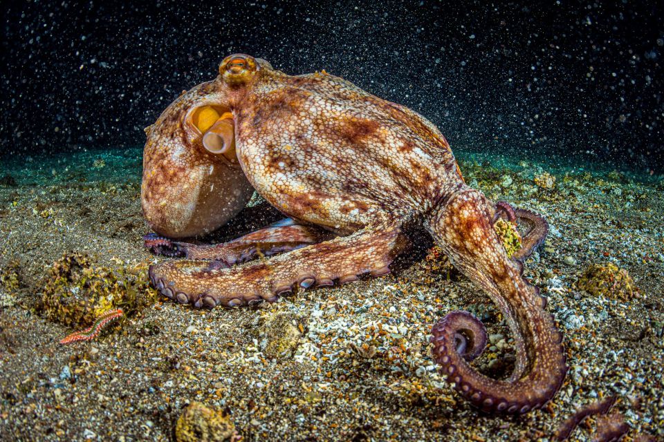 Santa Cruz De Tenerife: Nocturnal Life Guided Night Dive - Last Words