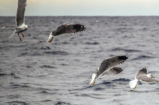 São Miguel Bird-Watching Boat Tour From Vila Franco Do Campo  - Sao Miguel - Reviews and Support