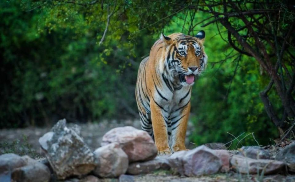 Sawai Madhopur : Ranthambore Guided Safari Trip - Itinerary Details