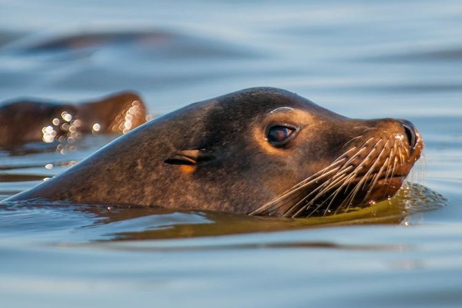 Scenic Sausalito Kayak Tour: Beginners Welcome - Cancellation Policy