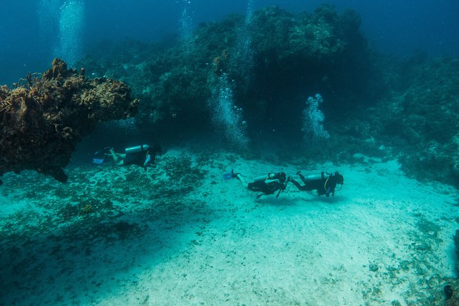 Scuba Diving in Cozumel Island - Marine Life Encounters