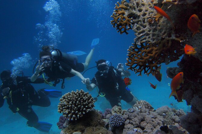Scuba Diving Underwater - Marine Life Encounters