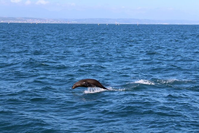 Seal Island Tour in Mossel Bay - Additional Tour Information