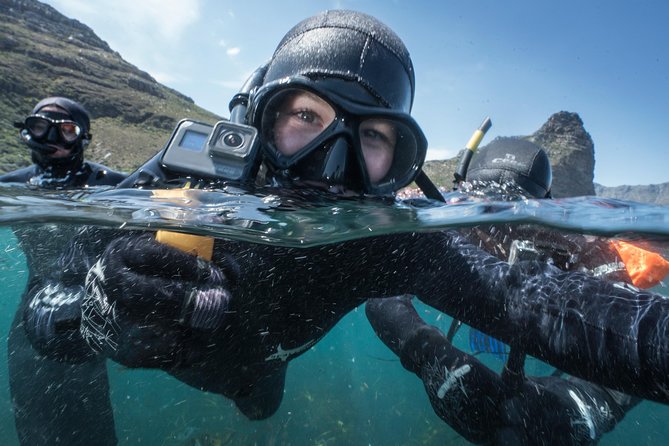 Seal Snorkeling With Animal Ocean in Hout Bay - Booking Information