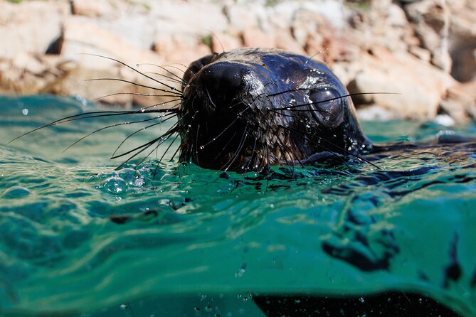 Seal Swimming Activity in Plettenberg Bay - Cancellation Policy