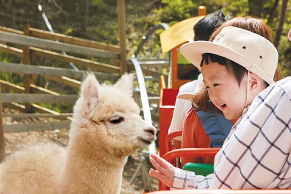 Seoul: the Painter Show With Nami Island or Alpaca World - Experience Choices