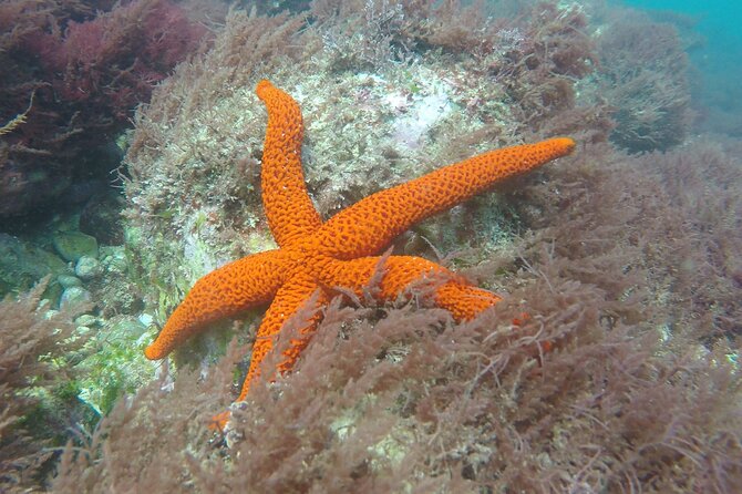 Sesimbra Small-Group Snorkeling Tour  - Setubal District - Cancellation Policy