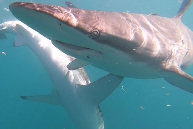 Shark Cage Diving - Adventure Meets Conservation! - Additional Information