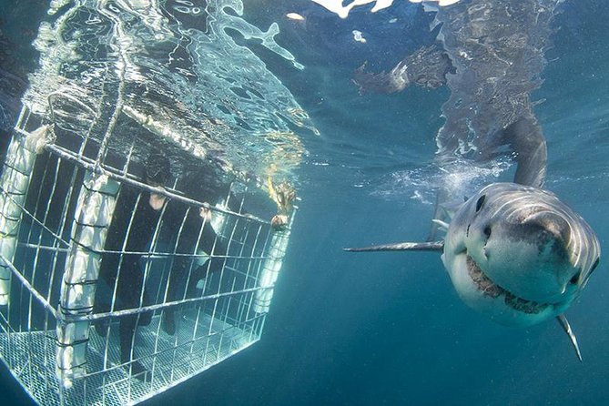 SHARK CAGE DIVING and VIEWING (Self Drive) - Last Words