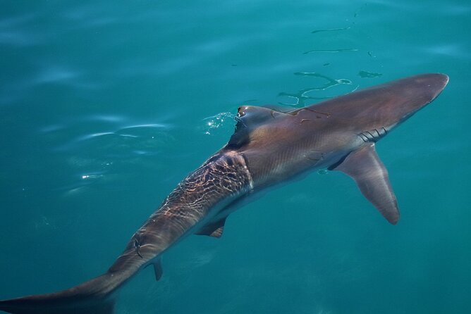 Shark Cage Diving and Viewing With Transport From Cape Town - Logistics and Customer Satisfaction